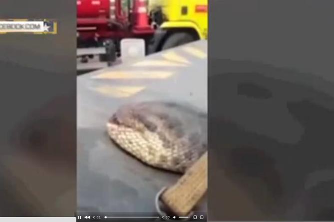 Очевидцы засняли на видео самую большую змею в мире
