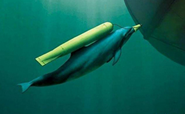 Крымские боевые дельфины больше не будут убивать пловцов-диверсантов - эксперт