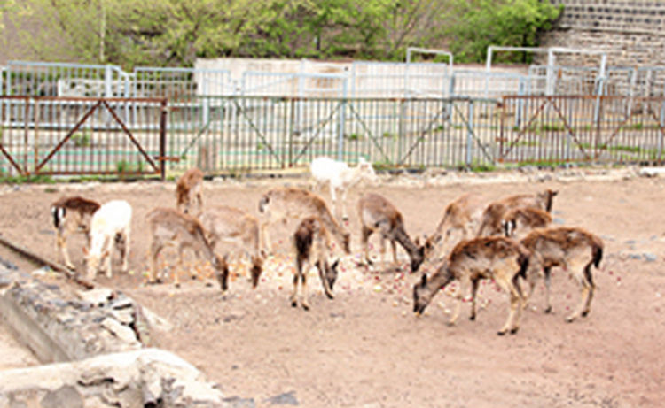 Наземная фауна меньше всего пострадала от самого массового в истории вымирания видов