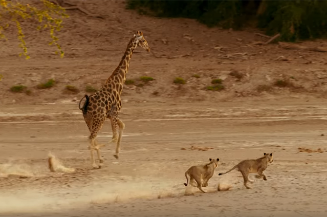 BBC-ի եթերում ցույց են տվել ընձուղտի և էգ առյուծի մենամարտի տեսանյութը