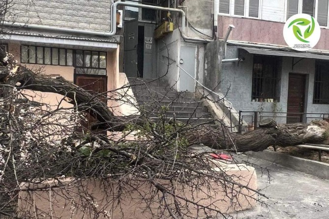 Երևանում քամու հետևանքով ծառեր են տապալվել (ՖՈՏՈ)