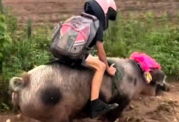 В школу – на свинье: 9-летний мальчик 