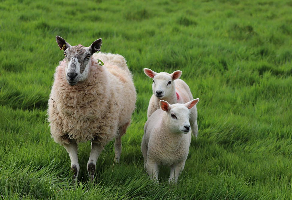 Армения находится в зоне высокого риска проникновения чумы мелких жвачных животных