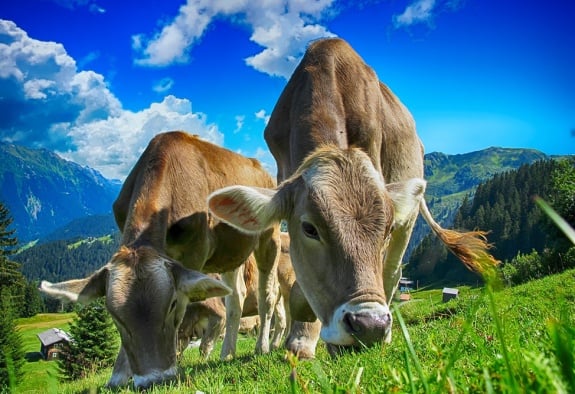 Գործադիրը երկարաձգել է անասնապահության ոլորտում 82,4 մլրդ դրամի ներդրումների աջակցության միջոցառման ժամկետը