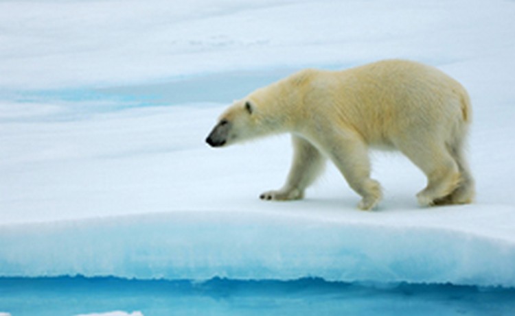 Ученые и спасатели освободили белого медведя от обрывков невода на Шпицбергене