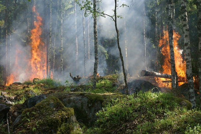   Гражданин Армении погиб при тушении лесного пожара в Якутии