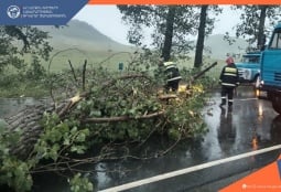 Сильный ветер повалил деревья, сорвал крыши в Ереване и областях (ФОТО) 