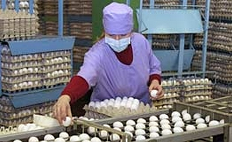 В Азербайджане выявлен вирус птичьего гриппа на птицефабрике