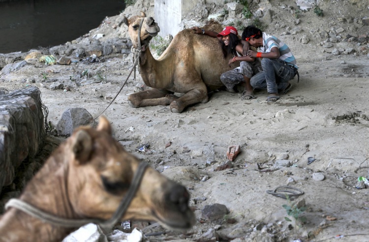 Հնդկաստանում ուղտը կծելով պոկել է իր տիրոջ գլուխը