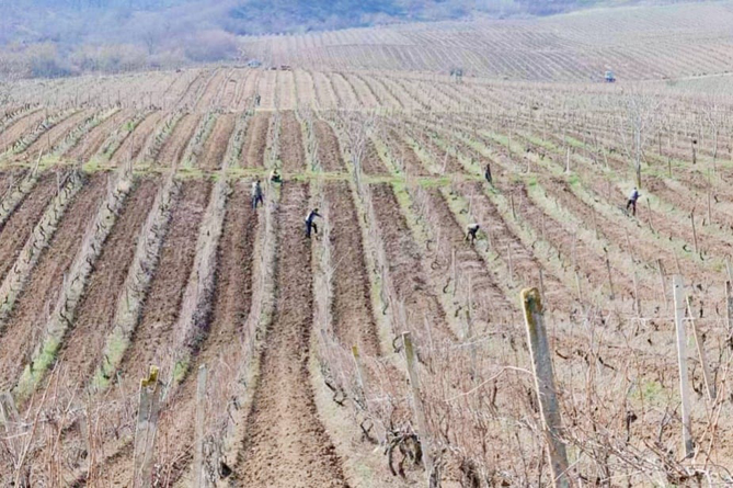 Азербайджанцы обстреляли мирного жителя Арцаха, работавшего на виноградниках
