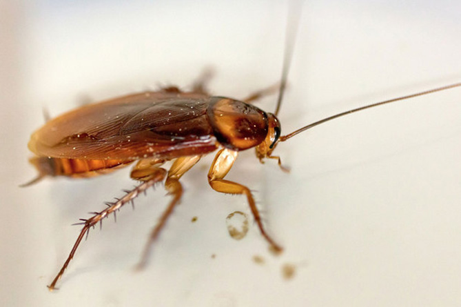  Тараканы выполняют особую миссию на Земле