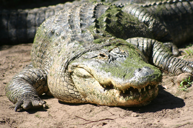 Крокодил не птица? Планы по строительству в Армении крокодиловой фермы снова вызвали ажиотаж в соцсетях  (ФОТО)