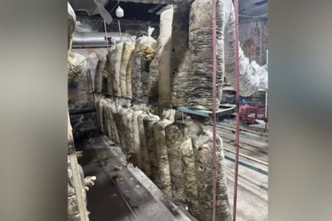 Դպրոցի տնօրենի որդին դպրոցում սունկ է աճեցրել ու վաճառել (ՎԻԴԵՈ)