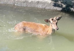  Олененок свалился в водоканал в армянском селе, на помощь пришли спасатели 