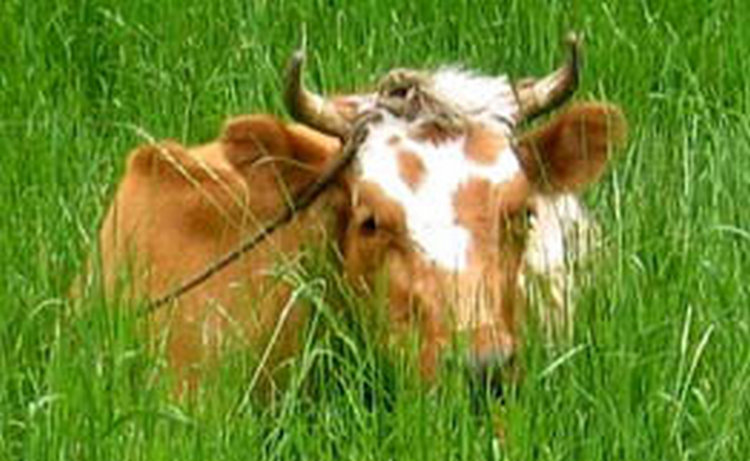 Молоко клонированной в Аргентине коровы планируют использовать для лечения детей