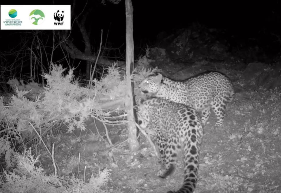 Հայաստանում ծնված առաջին ընձառյուծի ձագը մայրիկի հետ զբոսնում է «Զանգեզուր» Համալիրում (ՎԻԴԵՈ)