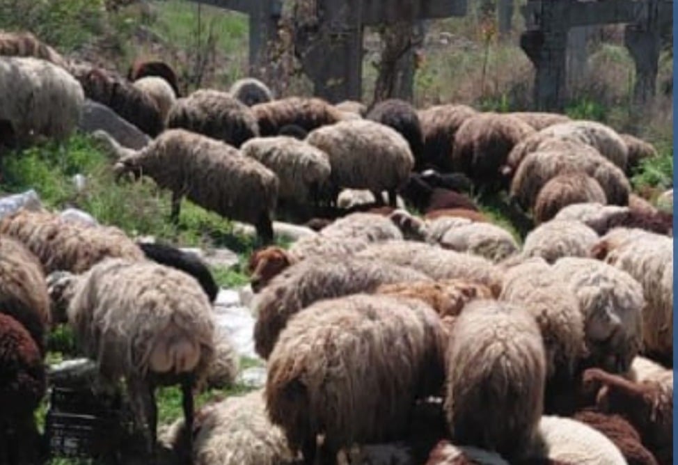 Գիշերը Ներքին Չարբախից գողացել են քաղաքացուն պատկանող 224 ոչխարը՝ պատճառելով մոտ 15 մլն դրամի վնաս