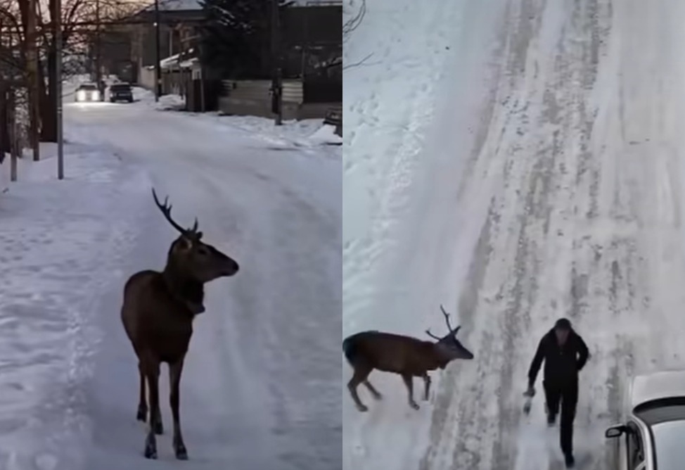 Բնություն բաց թողնված կովկասյան ազնվացեղ եղջերուները զբոսնում են Լոռիում․ նրանց վնասումը ենթադրում է պատասխանատվություն ՔՕ հոդվածով (ՎԻԴԵՈ) Բնություն բաց թողնված կովկասյան ազնվացեղ եղջերուները զբոսնում են Լոռիում․ նրանց վնասումը ենթադրում է պատասխանատվություն ՔՕ հոդվածով (ՎԻԴԵՈ)