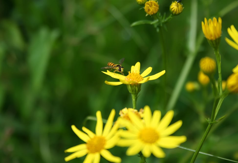 До 29 градусов тепла ожидается в Армении на фоне дождей