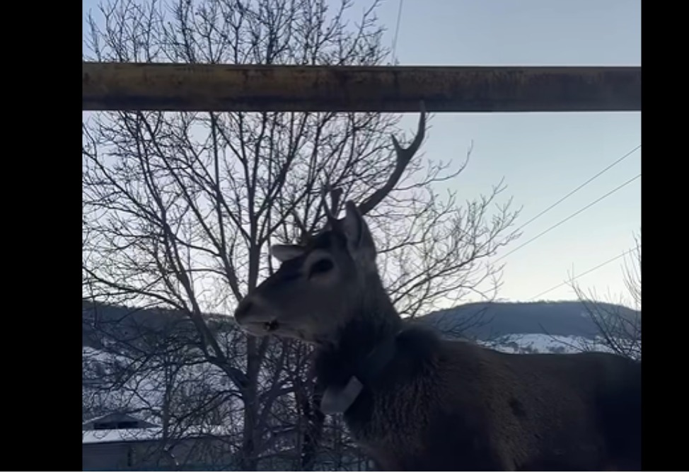 Кавказские благородные олени вышли к людям в Армении (ВИДЕО) 