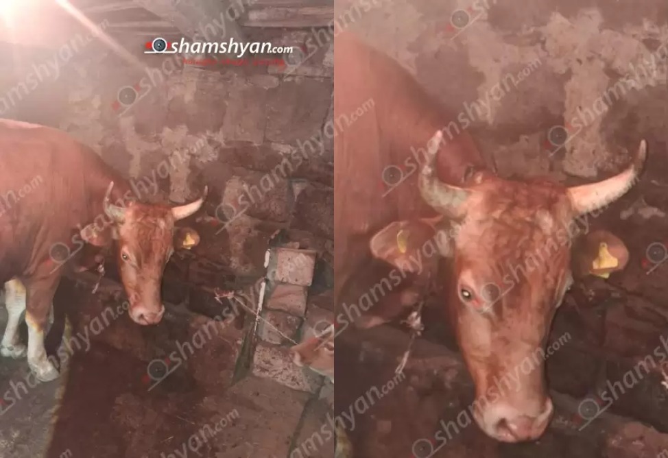 Ողբերգական դեպք՝ Լոռիում. 63-ամյա տղամարդը նախնական տեղեկություններով մահացել է ցլիկի պոզահարման հետևանքով