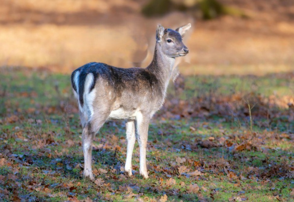 Իջևանում փրկվել և բնություն է վերադարձվել մոլորված այծյամը (ՖՈՏՈ)