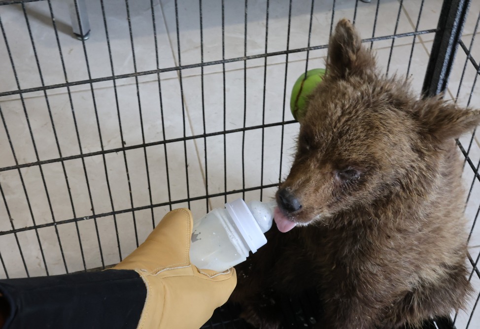  Жизнь на грани: истощенного 4-месячного медвежонка спасли в Армении (ФОТО, ВИДЕО)