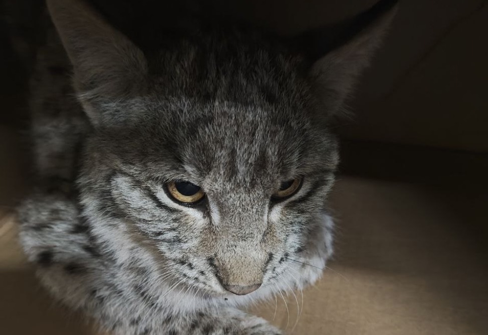 Շիրակում հայտնաբերված լուսանի ձագն անկել է