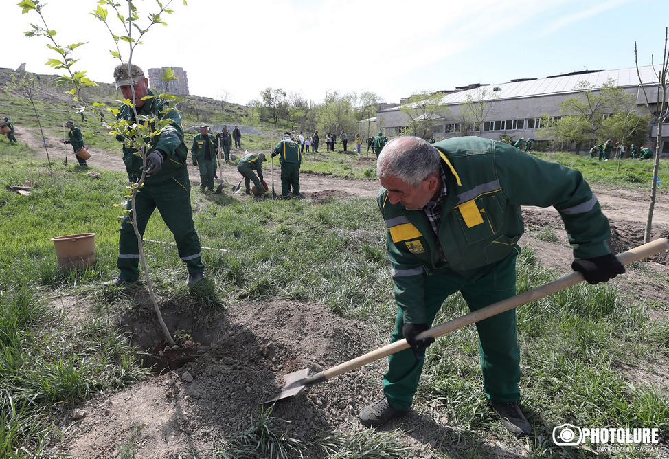 Посадка деревьев в Нор Норке