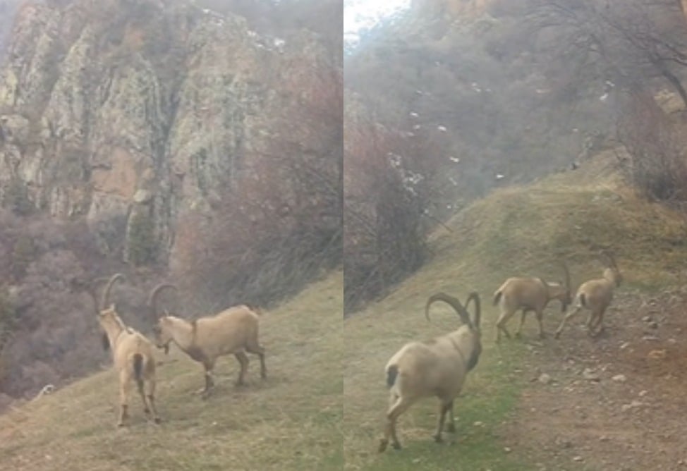 Բեզոարյան այծերի մենամարտը․ Խոսրովի անտառը հետաքրքիր կադրեր է հրապարակել (ՎԻԴԵՈ)