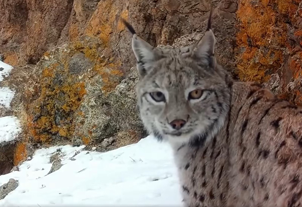 Рысь попала в объектив видеоловушки в Хосровском заповеднике (ВИДЕО)