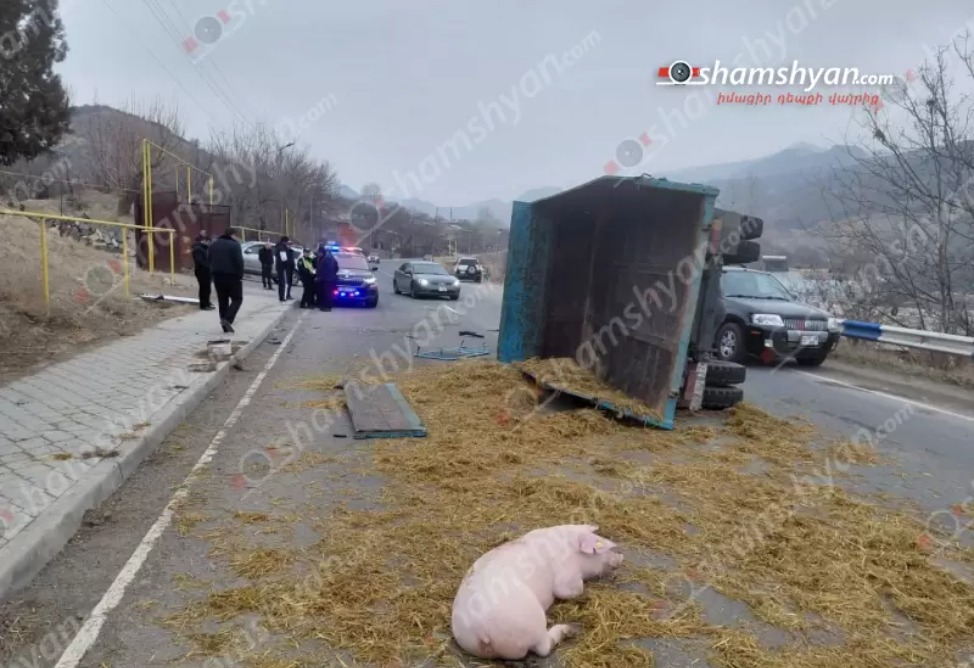 Մոտ 30 խոճկորով բարձված բեռնատարի մասնակցությամբ ավտովթար է տեղի ունեցել. «փախուստի» դիմած խոճկորներին քաղաքացիները հայտնաբերել են Մոտ 30 խոճկորով բարձված բեռնատարի մասնակցությամբ ավտովթար է տեղի ունեցել. «փախուստի» դիմած խոճկորներին քաղաքացիները հայտնաբերել են