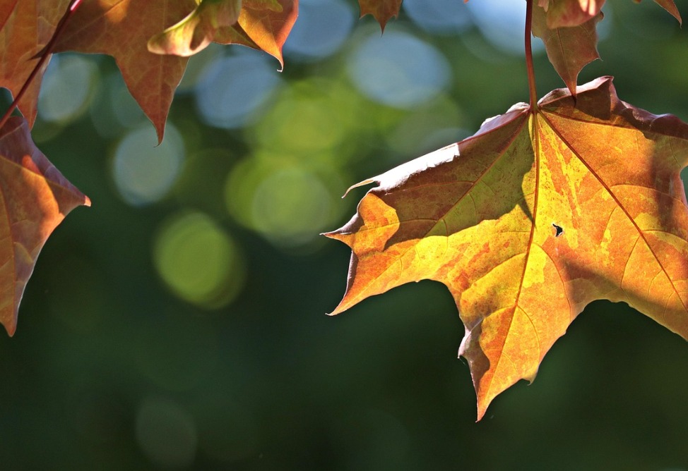 В Армении потеплеет на 2-3 градуса, осадков в ближайшие дни не ожидается