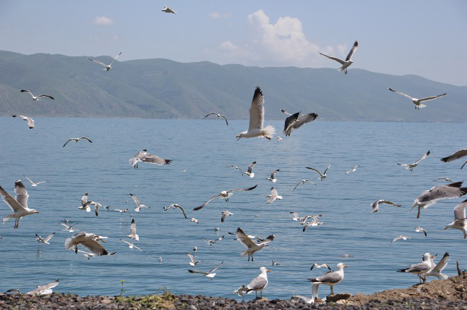 Սևանա լճի մակարդակը, նախորդ օրվա համեմատ, բարձրացել է 2սմ-ով․ Հայպետհիդրոմետի տնօրեն