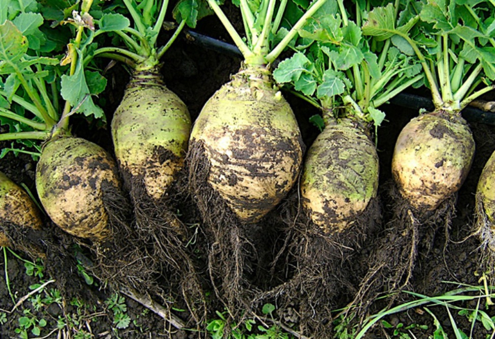 брюква брюква