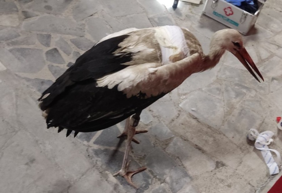 Վիրավոր արագիլին փրկարարները վիրակապել են, հանձնել կենդանաբանական այգու աշխատակցին