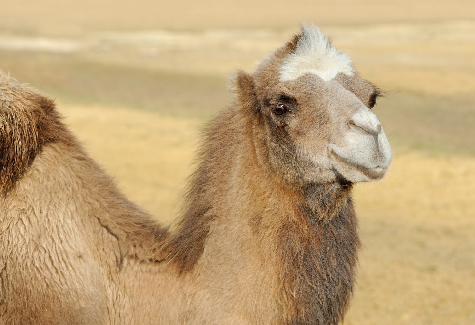 Սկանդալ՝ ուղտերի մրցույթում. 20 ուղտ «որակազրկվել է» կոսմետիկ միջամտությունների դիմելու պատճառով (ՖՈՏՈ)