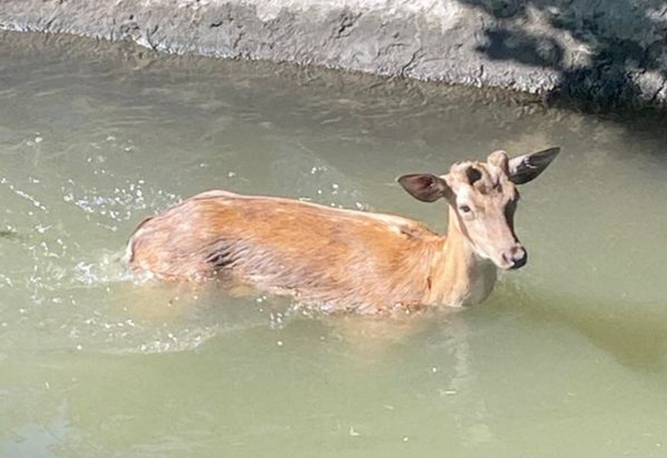 Олененок свалился в водоканал в армянском селе, на помощь пришли спасатели Олененок свалился в водоканал в армянском селе, на помощь пришли спасатели