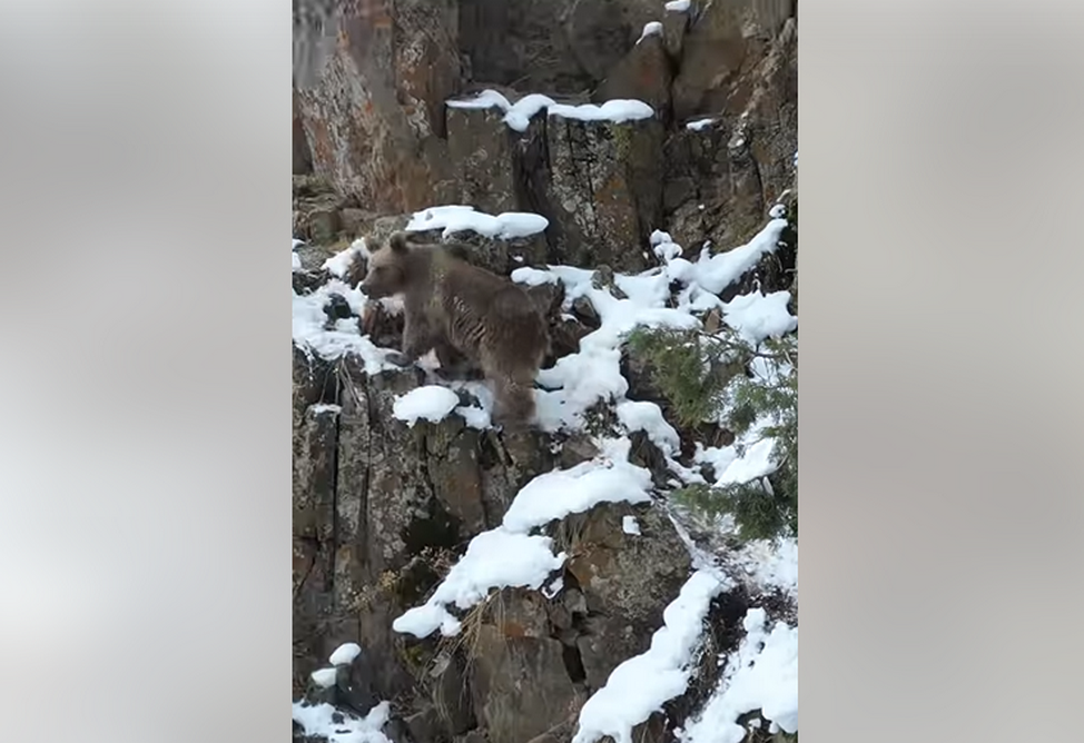 Зимняя прогулка бурых медведей попала на камеру в Армении (ВИДЕО) 