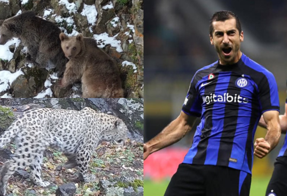 Գորշ արջերի և կովկասյան ընձառյուծների ձմեռային զբոսանքը Հայաստանի անտառներում, Հենրիխ Մխիթարյանի հայերեն շնորհավորանքը՝ «Ինտերի» երկրպագուներին․ շաբաթվա լավ լուրերը