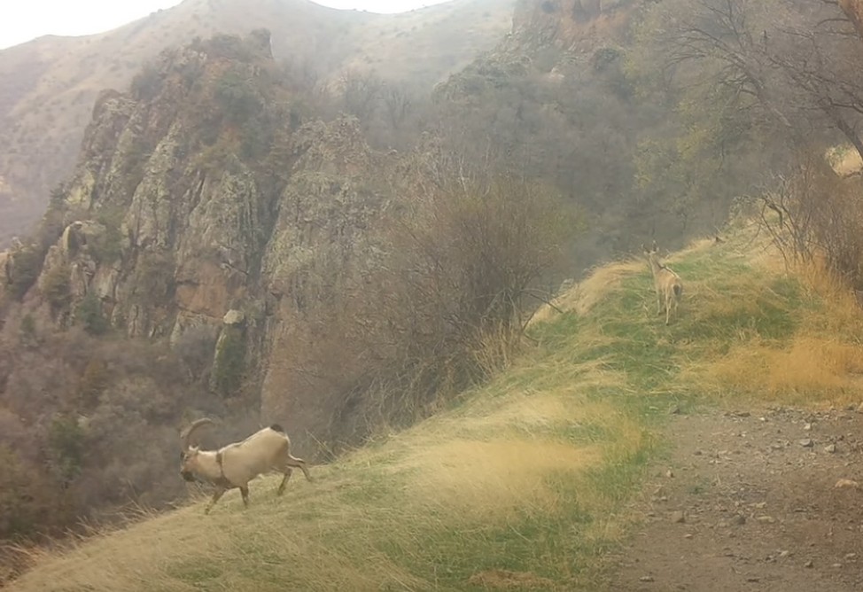 Троих безоаровых козлов засняли видеокамеры в Хосровском лесу (ВИДЕО)