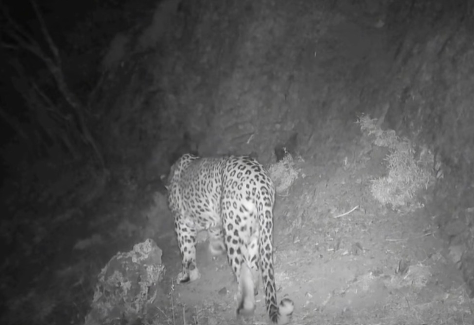 Ֆոտոթակարդները նկարահանել են կովկասյան ընձառյուծին (ՎԻԴԵՈ)