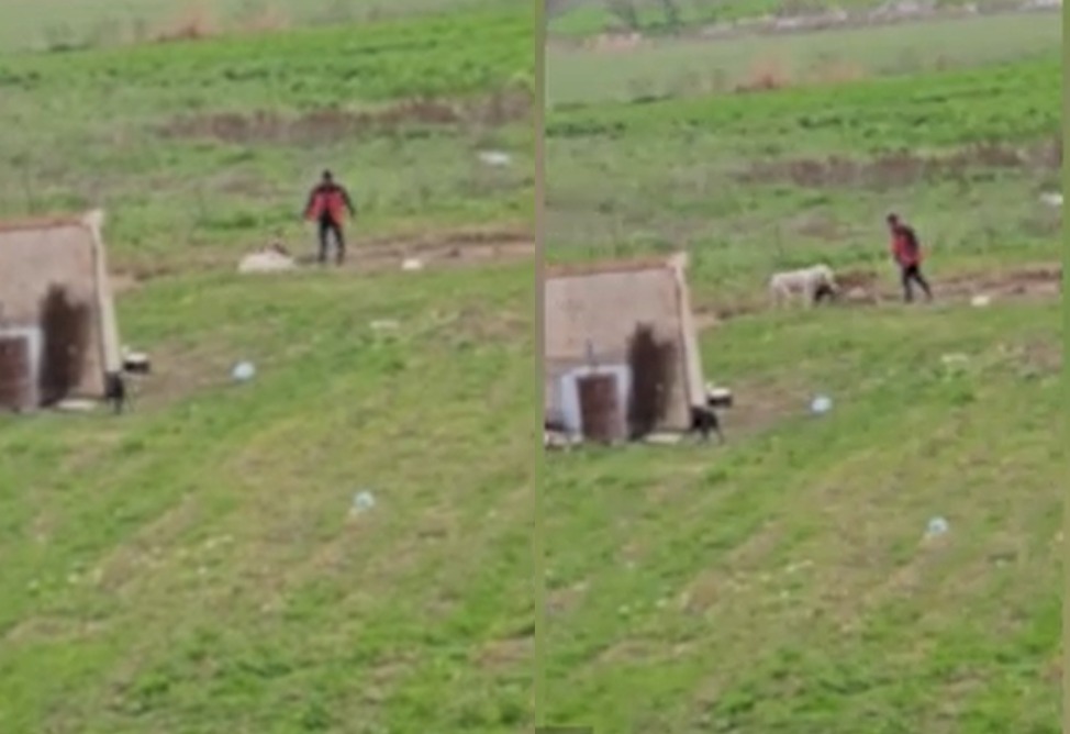 Նորաբաց գյուղում 31–ամյա երիտասարդը շնամարտ է կազմակերպել իր երկու հովվաշների միջև, կազմված փաստաթղթերն ուղարկվել են Քննչական բաժին (ՎԻԴԵՈ)