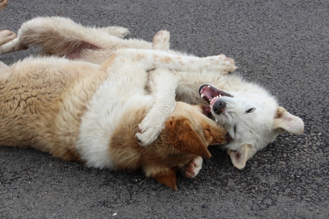 Համայնքային ոստիկանները բացահայտել են շնամարտ կազմակերպելու դեպքեր 