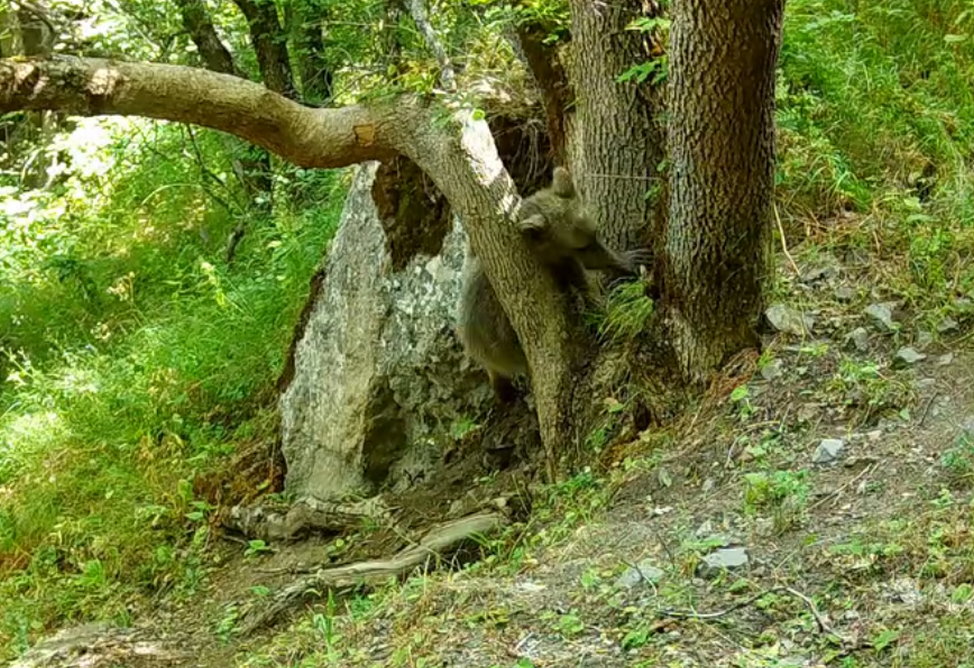  Медвежонок резвится в Хосровском заповеднике (ВИДЕО)