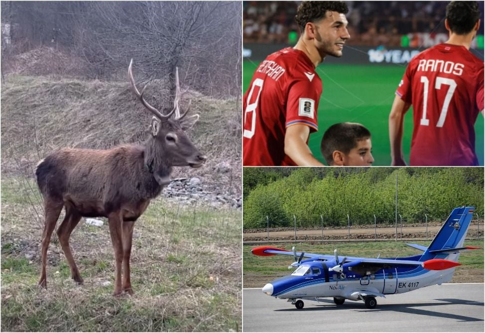 Хорошие новости недели: новорожденный оленёнок, рейс Ереван-Капан и "футбольная" Ярхушта Хорошие новости недели: новорожденный оленёнок, рейс Ереван-Капан и "футбольная" Ярхушта