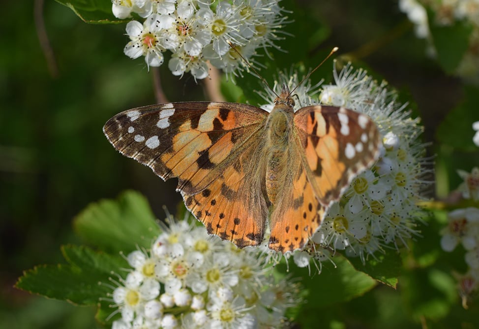 Синоптики рассказали, когда в Армении потеплеет на 4-6 градусов