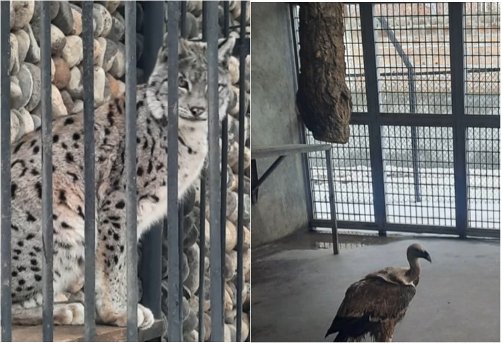 Ապօրինի պահվող լուսանը և Կարմիր գրքում գրանցված թռչունները տեղափոխվել են Երևանի կենդանաբանական այգի. ԲԸՏՄ (ՎԻԴԵՈ) Ապօրինի պահվող լուսանը և Կարմիր գրքում գրանցված թռչունները տեղափոխվել են Երևանի կենդանաբանական այգի. ԲԸՏՄ (ՎԻԴԵՈ)