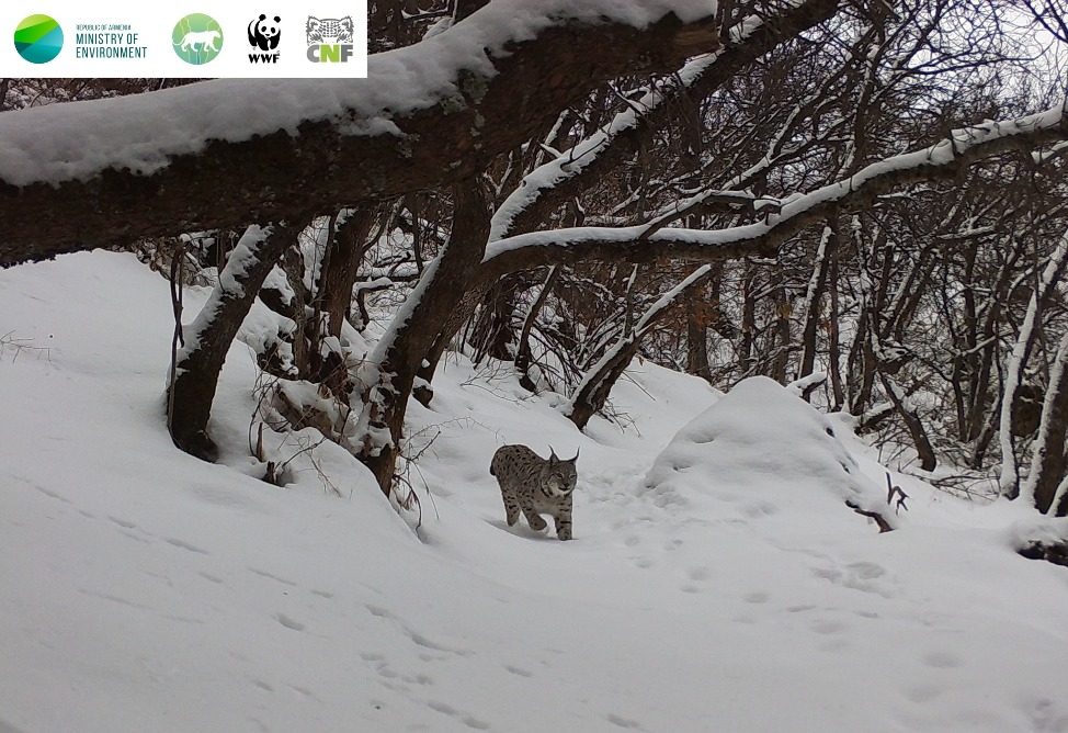 Լուսանը՝ ձյունաճերմակ անտառում․ ֆոտոթակարդը ֆիքսել է լուսանին Խոսրովի արգելոցում (ՖՈՏՈ)