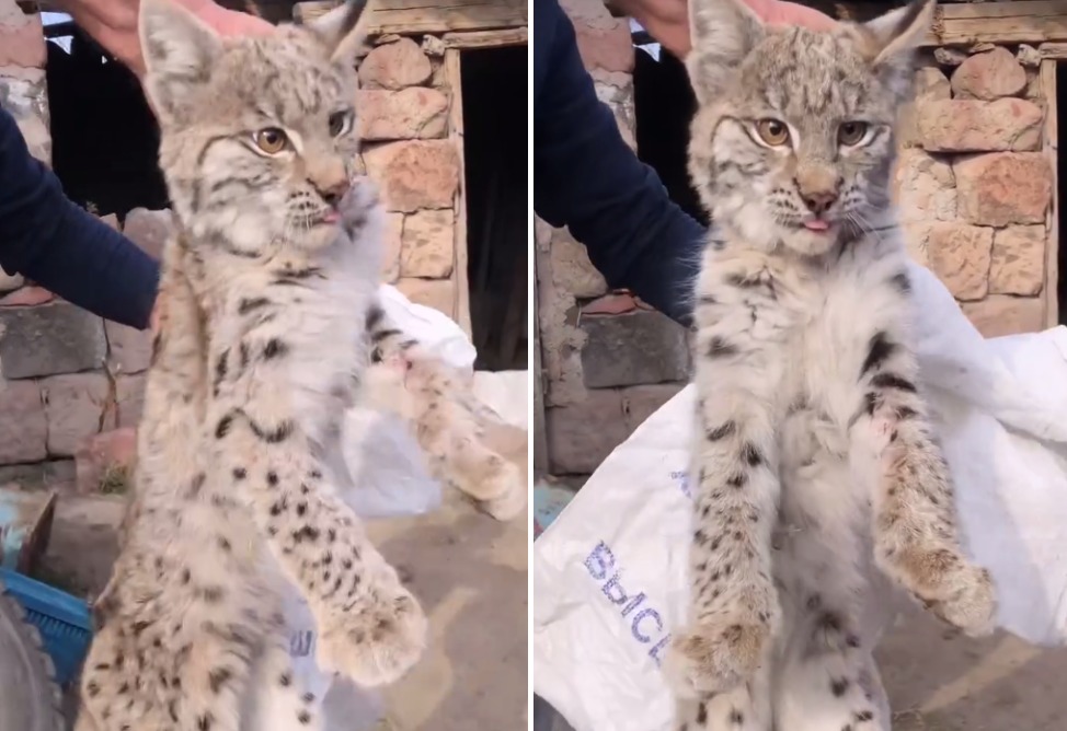 Շիրակում հայտնաբերված լուսանը տեղափոխվել է համապատասխան կենտրոն (ՎԻԴԵՈ)  